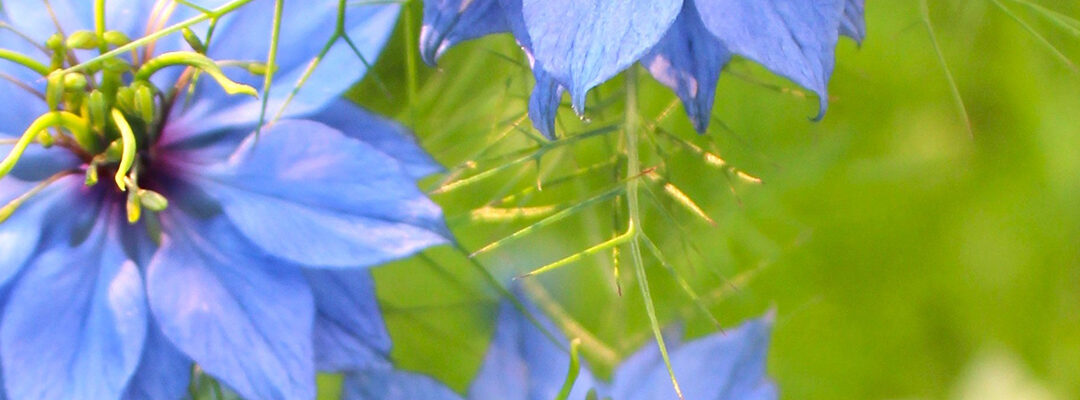 Planten juni