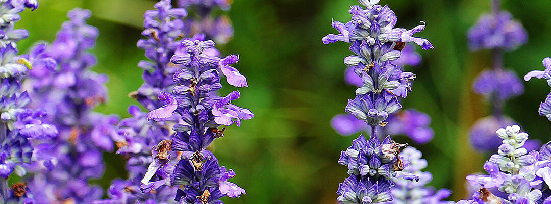 Kleur in de tuin