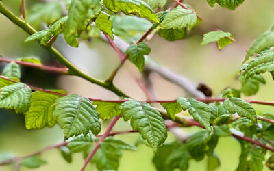 Planten augustus
