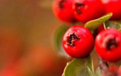 Winterbloeiende planten