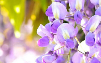 Wintersnoei en tuinverlichting