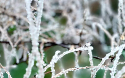 Winterstilte in de tuin