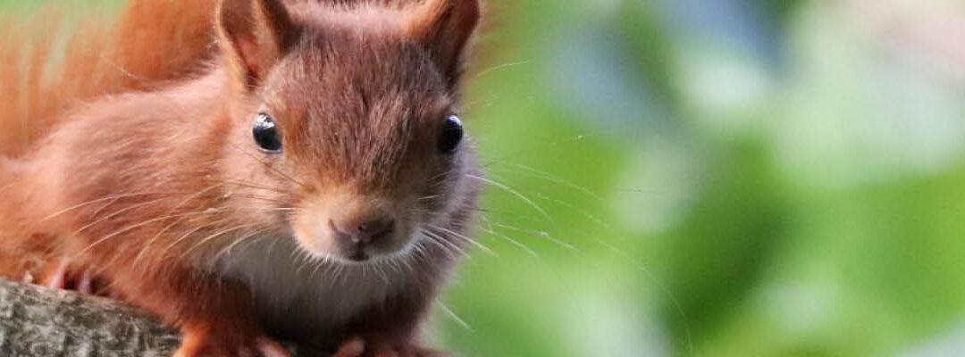 Meer groen, meer genieten!