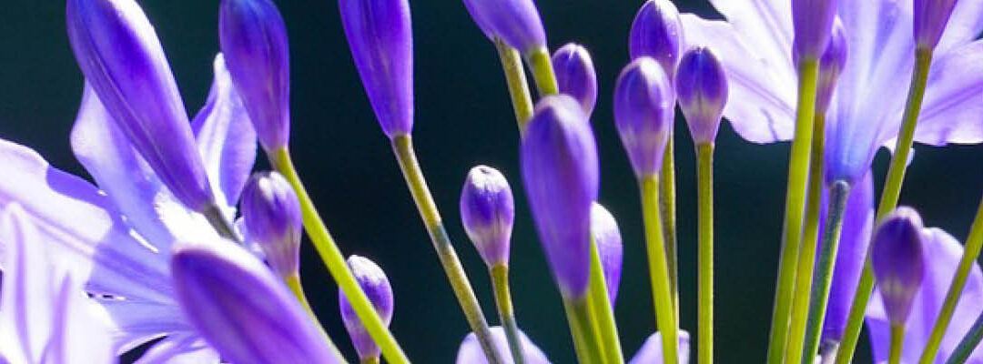 Overwinteraars en Rozen