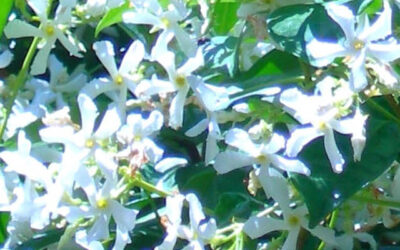 Klimplanten