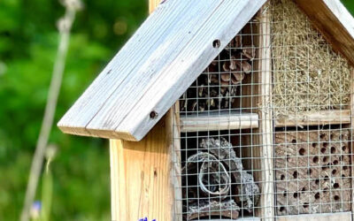 Insecten, vogels en egels in je tuin!